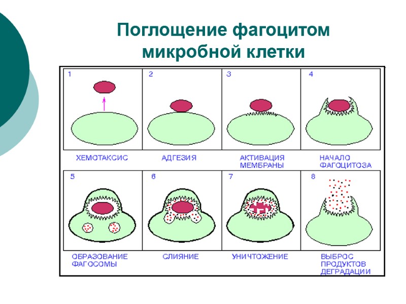 Поглощение фагоцитом  микробной клетки